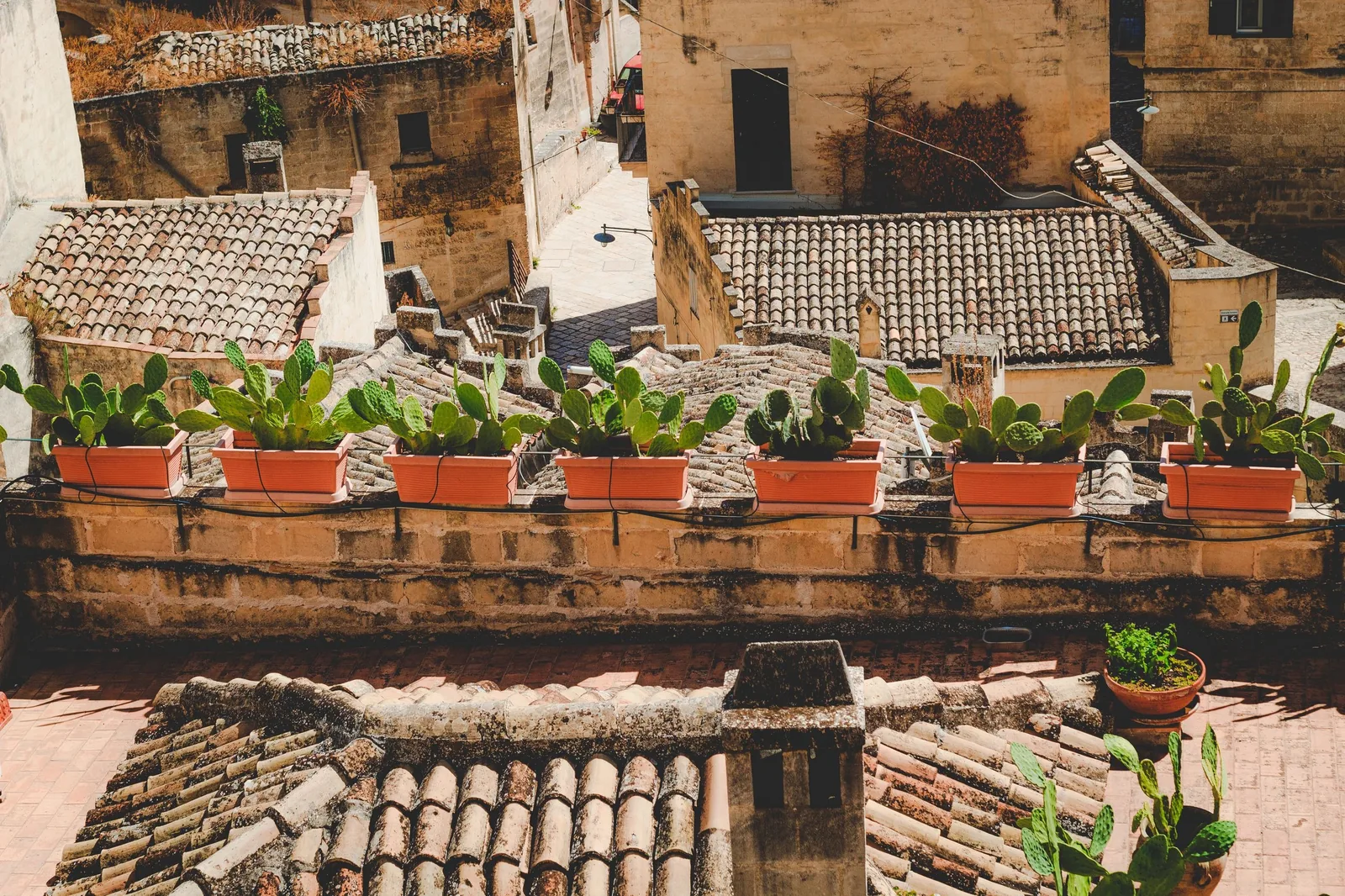 Rooftops with plants in pots